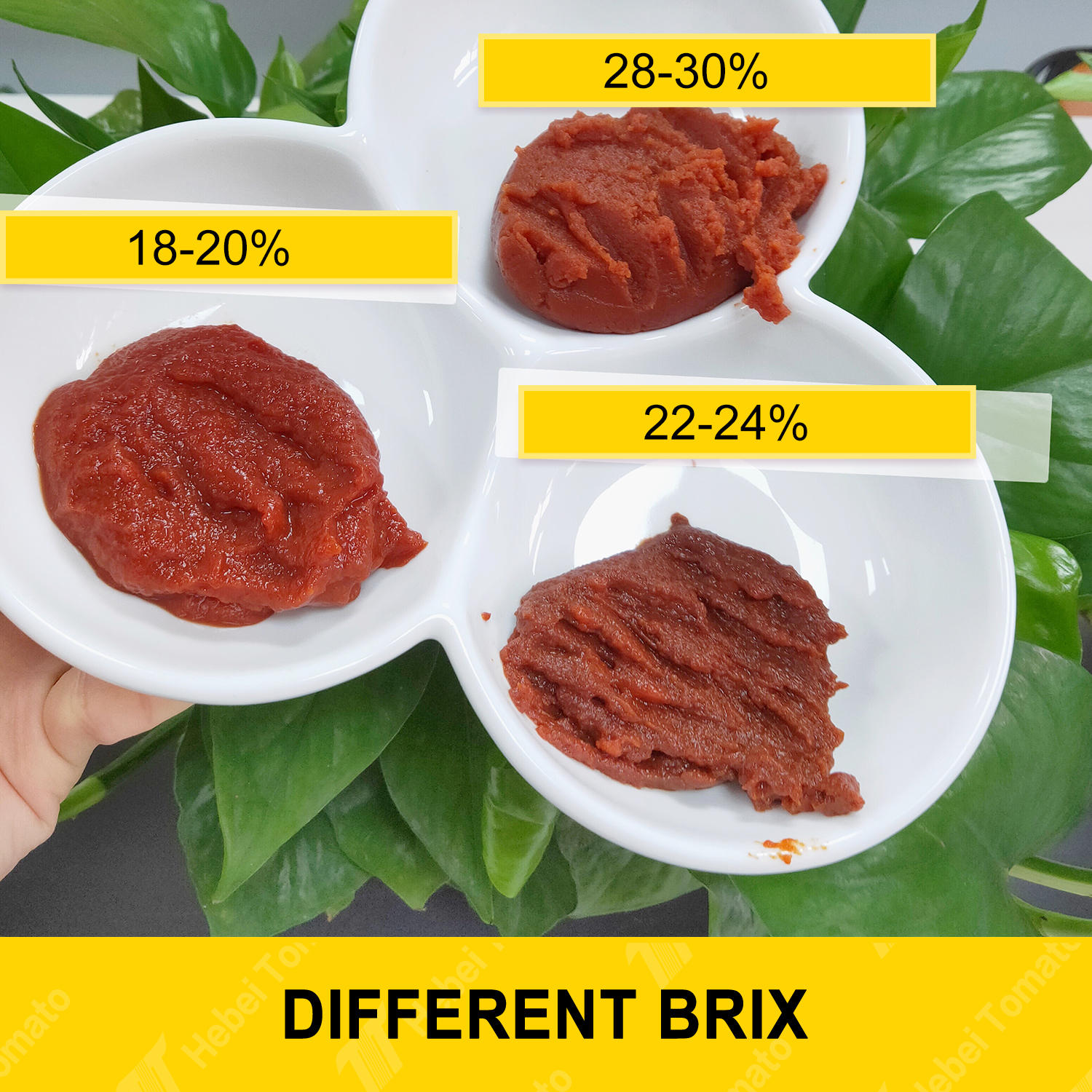 tomato paste
